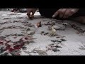 Rango Movie In 1 Minute
