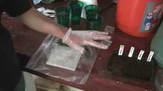 The two best way to plant Hot Pepper seeds for good germination