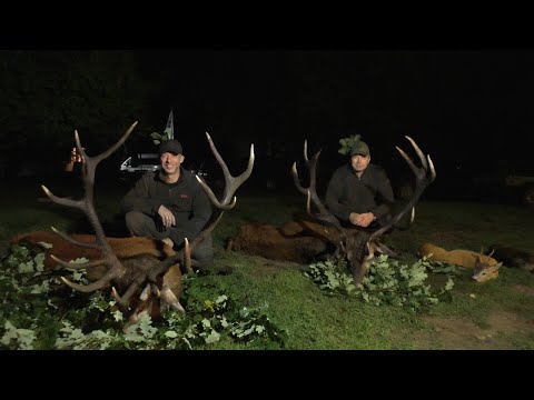 Zwei hoch kapitale Hirsche liegen auf der Strecke! Hirschbrunft in Polen - Pommern