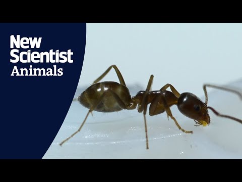 What happens when you give ants caffeine?