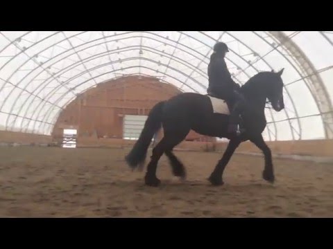 Cielia fan'e Sjongedyk