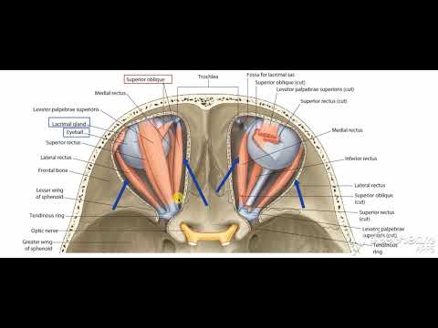 Oblique muscles of eyeball 1