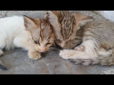 Aggressive Mother Cat Weaning Her KIttens || Coco And Angel Going To New Home