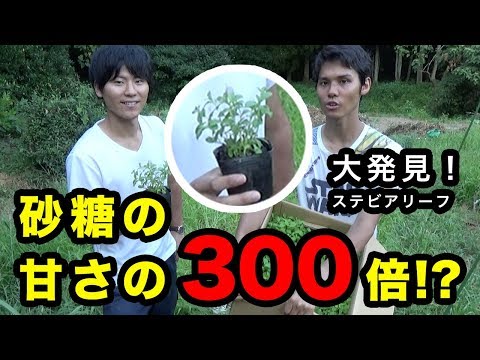 ステビア、甘いハーブ 植物