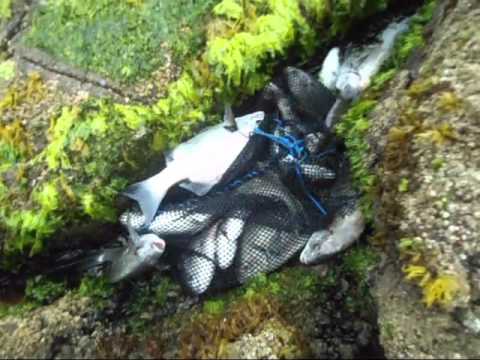 Pesca de Sargos en la Ex isla del Alacran - Arica