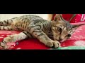 Cute Cat Playing With Mom Heartwarming Family Moment ZooMates