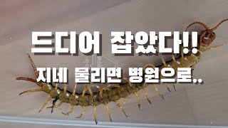 찾았다 지네! 지네에 물려보니. 그래도 병원 가는게 맞는듯.