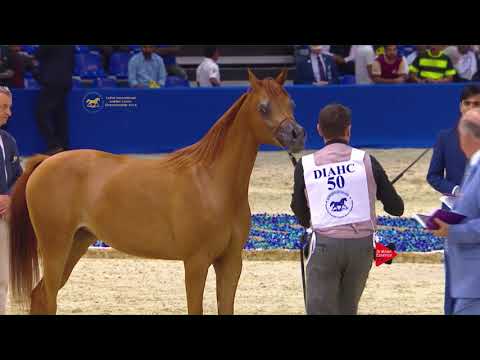 50 AJ NORAH Dubai 2018