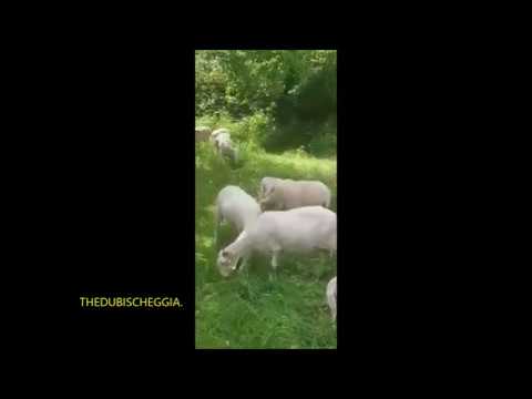 GREGGE DI PECORE E AGNELLINI AL PASCOLO. MERC. 27 - 5 - 2020.