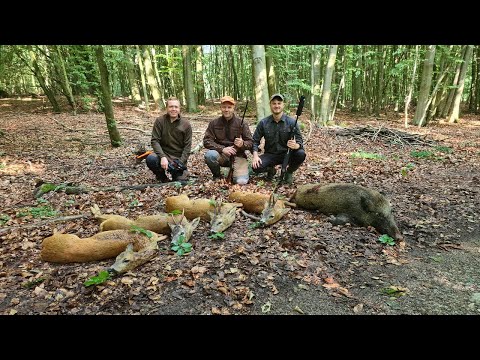 Bock & Saujagd im Urwald Meckpomm - Jagdkrone