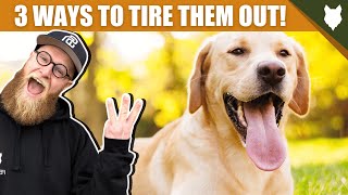 3 Tips To Tire Out Your LABRADOR Puppy