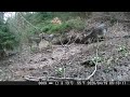 Deer Compilation Best Trail Camera Wildlife Moments April 2026