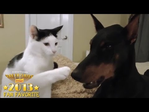 Fan Favorite & Rescue Cat Category Winner 2013: Pancake the Kitten and His Doberman