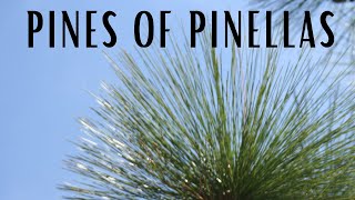 Pines of Pinellas