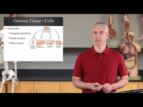 Osseous Cells and Histology (Ch06 - Slides38-46)