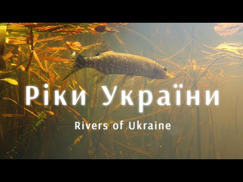 Сергій Трофимчук - відео обкладинка