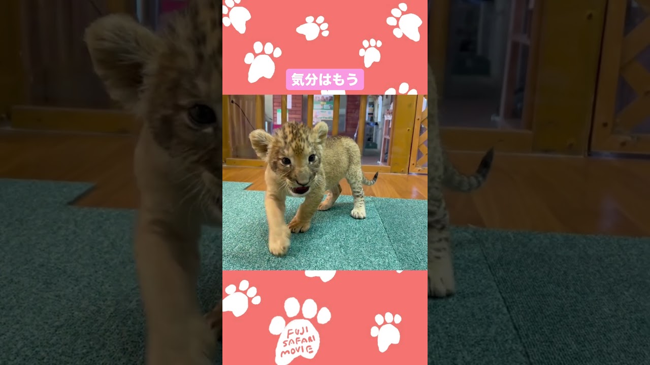 おしゃべりする？ライオンの赤ちゃん🍼　#富士サファリパーク #animal #fujisafaripark #ライオンの赤ちゃん #動物の赤ちゃん