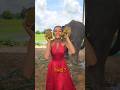 Catching Elephant Poo