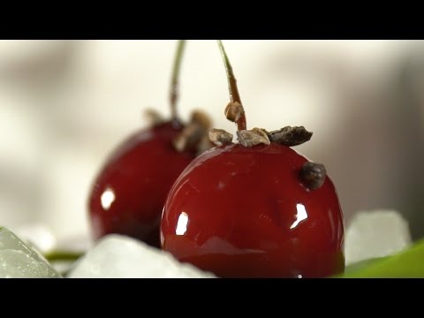 La codificazione da alcool Shuya Alcolismo di deviazioni genetico