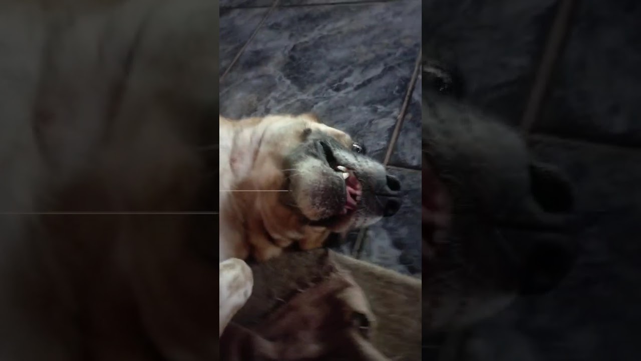 Cachorro raça SRD-ViraLata idade 4 anos nome Ravena 