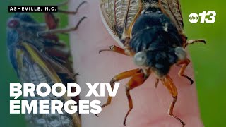 Brood XIV cicadas emerge after 17 years underground
