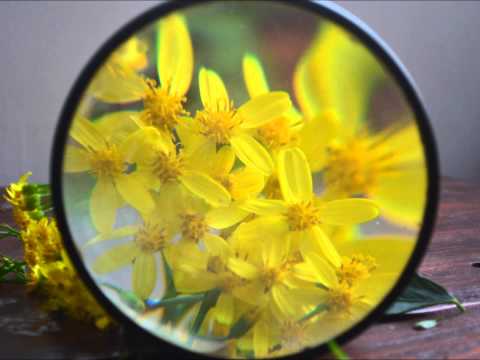 Flowers by Asaf Pollak פרחים