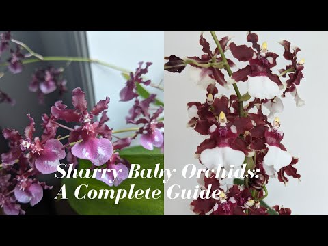 Oncidium Sharry Baby Orchids | The Chocolate Orchid 🍫  How do the Hybrids Differ? A Complete Guide