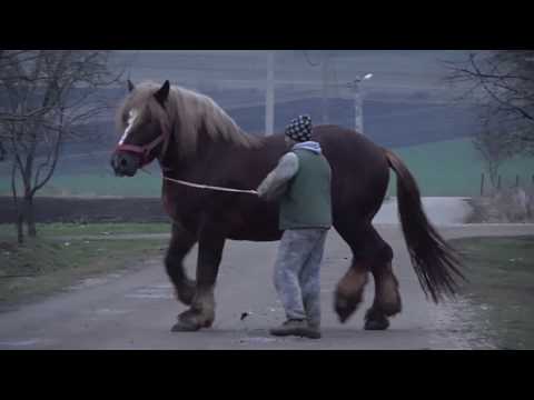 Caii lui Mihai de la Turda, Cluj 17 dec 2017