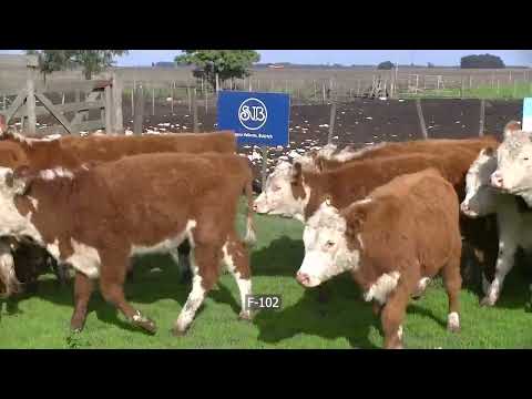 Lote 35 Terneras en Necochea, Buenos Aires