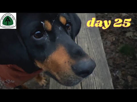 Howling then 16 mi together ✨ heading for demascus ✨ Appalachian Trail 2023 Day 25