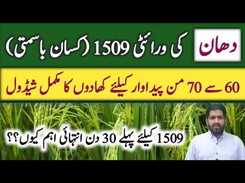 Fertilizer Plan for 1509 Rice Variety (Kissan Basmati) | 1509 Fertilizer Plan | Rice Farming