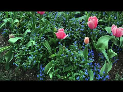 Giverny - Monet's Gardens