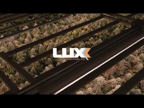 Luxx Lighting Showroom @ Jungleboys | TLC - Los Angeles