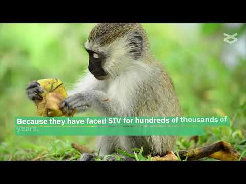 Shifts in the gut and genital microbiome during natural SIV infection in vervet monkeys