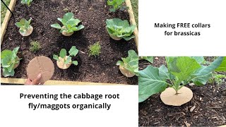 Preventing damage from the cabbage root fly & maggot/Making FREE cabbage collars