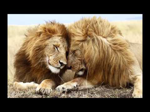 Lion's Heart Productions - Running Free