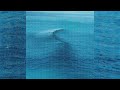 Ride - Seagull