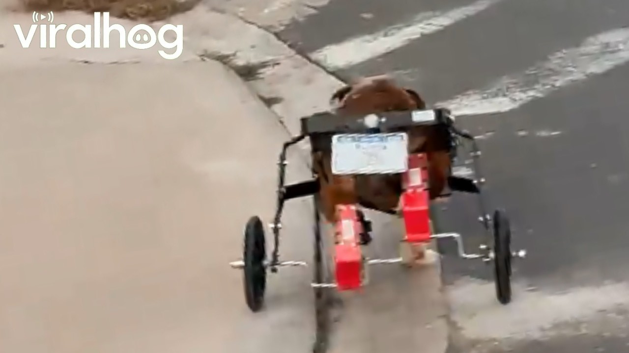 It's Called a "Bull-Dozer" || ViralHog