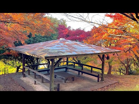Hojas de otoño en el parque Nakadaira Ryokuchi ~22 de noviembre de 2023~