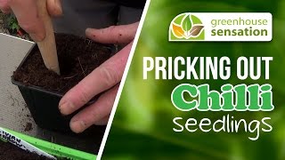 Pricking Out CHilli Video