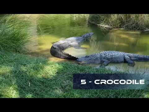 Top 10 Strongest Predators