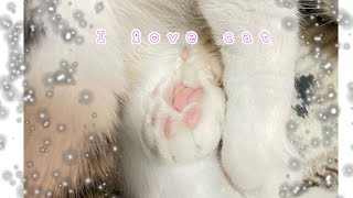 【実写動画】I love cat 元保護猫/盲目のレインちゃん😻じゃれる姿が可愛すぎるぅぅ😍