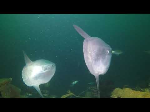 Vidéo du Balena 2020