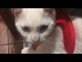 Most Wanted Cat responds to new harness by saying No, Video Grumpy Cat Says No paling update!