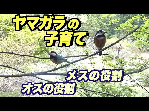IUCN分類における絶滅の危険性を示す図。