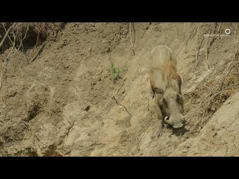 Safari Diaries: Cliffhanger Warthog