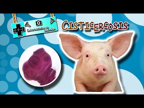 Il bambino ebbe vermi che fare Questo per vermi in polmoni