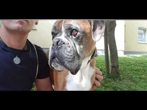 Boxer Jack R.I.P  6.4.2011 - 18.9.2021🌈💔😭😭💔