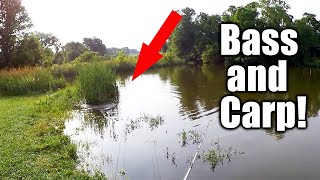 Topwater Bass Fishing While the Carp Are Going CRAZY!