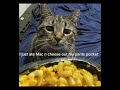 I just ate Mac n cheese out of my pants pocket 